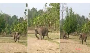 पहले हाथियों के झुंड ने कुचलकर व्यक्ति की जान ले ली, फिर अंतिम संस्कार के दौरान भी वही झुंड हमला करने पहुंचा