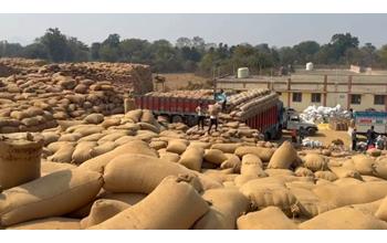 धान उठाव की रफ्तार धीमी होने से खरीदी केंद्रों पर बफर लिमिट से ज्यादा स्टॉक जमा हो गया है, जिससे समितियों की चिंता बढ़ गई है। मीलरों की सुस्ती और सड़क प्रतिबंध इस स्थिति के मुख्य कारण बन रहे हैं