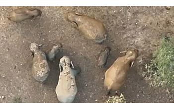 जंगल से आई बेहद मनमोहक तस्वीर—मादा हाथी की सुरक्षित छाया में निश्चिंत घूमते दिखे नन्हे गजराज