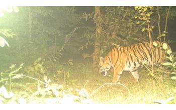आदमखोर बाघ की दहशत से सहमे ग्रामीण, महाराष्ट्र में इंसान और छत्तीसगढ़ में मवेशियों को बना चुका है शिकार; वन विभाग ने जारी की सतर्कता की अपील…