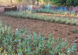 छत्तीसगढ़ में 17 दिनों में पांचवीं बार अफीम की खेती पकड़ी गई, सब्जी की बाड़ी के बीच उगाई फसल, जांच में जुटी पुलिस