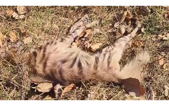 वन विभाग की बड़ी लापरवाही: इलाज के अभाव में लकड़बग्घे की मौत