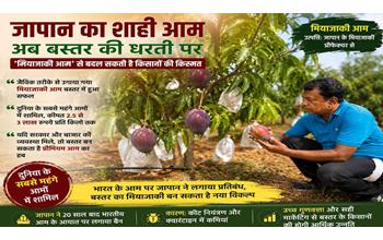 जापान के दुर्लभ ‘मियाज़ाकी’ आम की बस्तर में एंट्री, क्या किसानों के लिए बनेगा करोड़ों की कमाई का नया रास्ता?