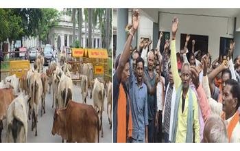 अनोखा प्रदर्शन: आवारा मवेशियों को लेकर कलेक्ट्रेट पहुंचे ग्रामीण, नगर पालिका और SDM कार्यालय में भी सौंपा ज्ञापन