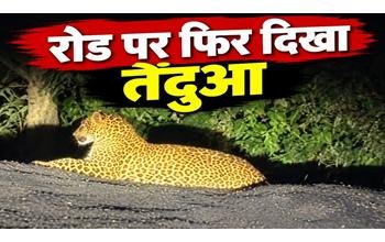 फार्म हाउस के पास तेंदुआ दिखने से दहशत, ग्रामीणों में भय; वन विभाग की निगरानी व्यवस्था पर उठे सवाल