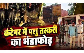 पशु तस्करी का पर्दाफाश: कंटेनर में बेरहमी से ठूंसकर भरे 65 गौवंश मुक्त, एक आरोपी गिरफ्तार